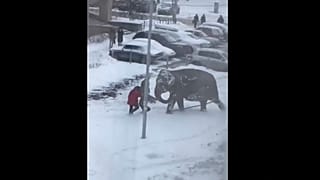 Приключения итальянских слонов в России