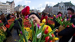 В Нидерландах начался сезон тюльпанов