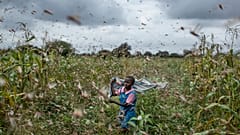 Invasion de criquets en Afrique de l'Est, la sécurité alimentaire menacée