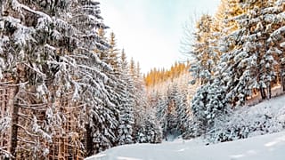 Snowy forest
