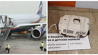 Две кошки пассажира "Аэрофлота" погибли при транспортировке в Шереметьеве