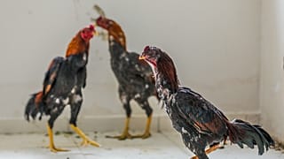 Dövüşlerde kullanılan horozlar (Arşiv)