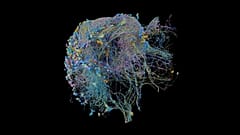 "Hemibrain" 3D modeli