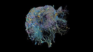 "Hemibrain" 3D modeli