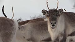 Rentier in Norwegen