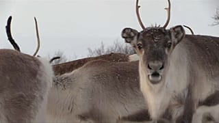 Rentier in Norwegen