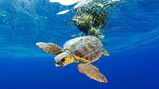 Sea Turtle Trapped