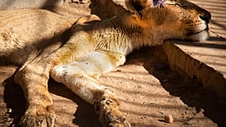 Visszahoztak az életbe két oroszlánt Kartúmban