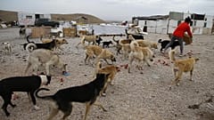 Ankara'da 16 köpeği zehirleyen 3 kişiye 10'ar yıl hapis cezası