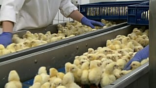 La France veut interdire le broyage des poussins et la castration à vif des porcelets fin 2021