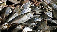 Menhaden stacked in a hold of the Windmill Point menhaden fishing boat at Omega Protein's menhaden processing plant on Cockrell's Creek in Reedville, Va.