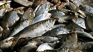 Menhaden stacked in a hold of the Windmill Point menhaden fishing boat at Omega Protein's menhaden processing plant on Cockrell's Creek in Reedville, Va.