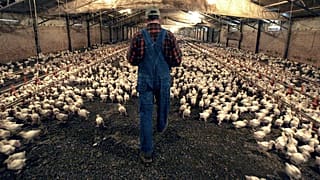 France bans culling of male chicks and castration of piglets without anaesthetic