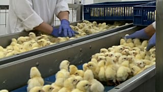 Frankreich verbietet Kükentöten ab 2021