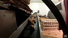 Франция запретит жестокие методы в животноводстве