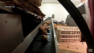 Франция запретит жестокие методы в животноводстве