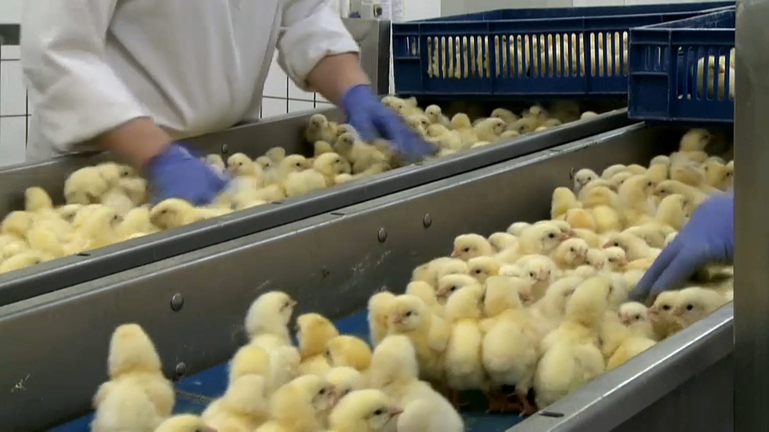 França proíbe práticas cruéis para animais