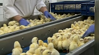 França proíbe práticas cruéis para animais