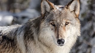 Wolf in Frankfurt überfahren