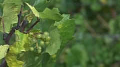 Виноделы готовятся к глобальному потеплению