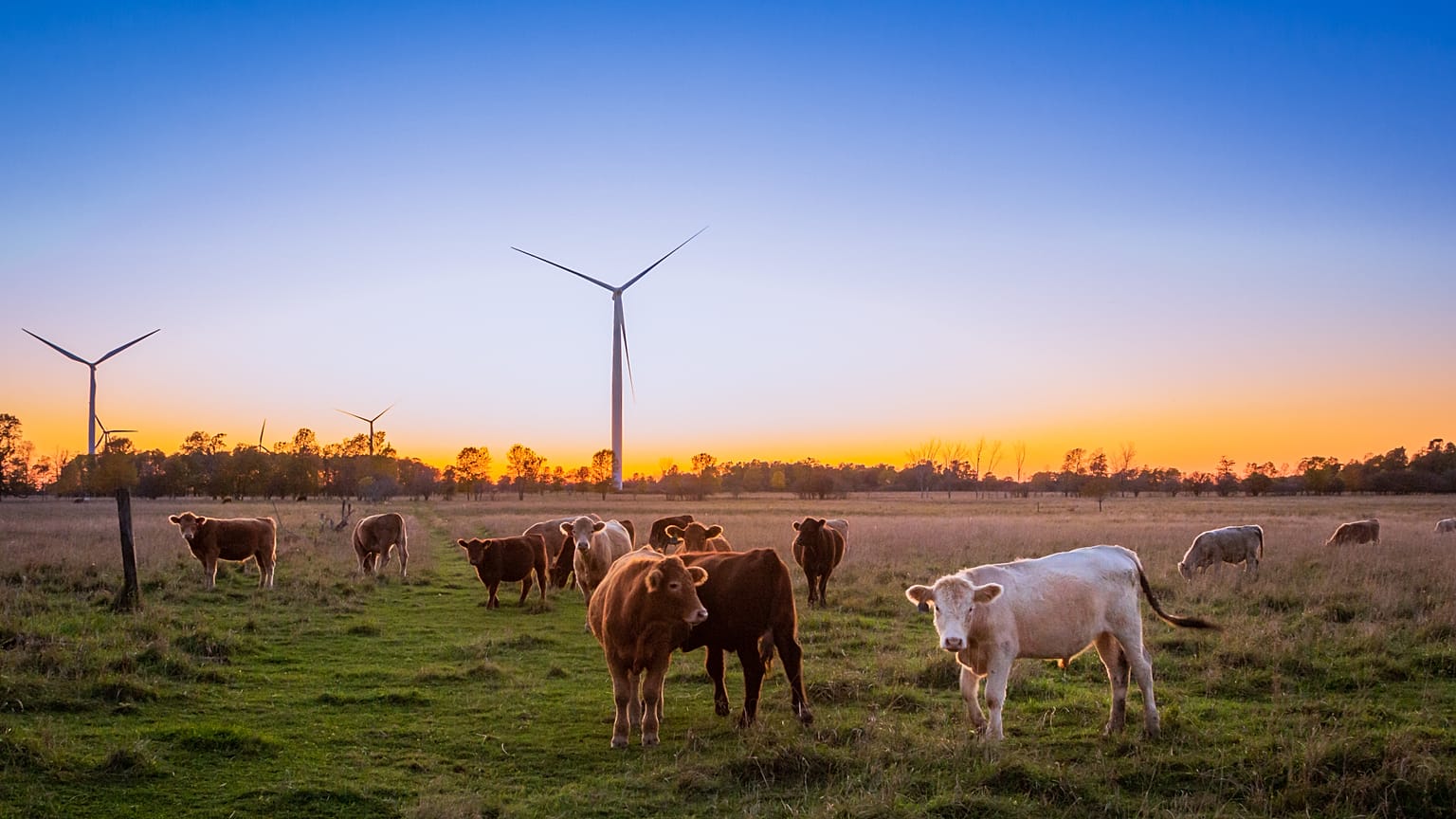 This tool can tell you the true environmental impact of the meat you eat