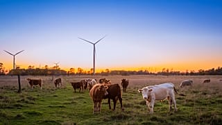 This tool can tell you the true environmental impact of the meat you eat