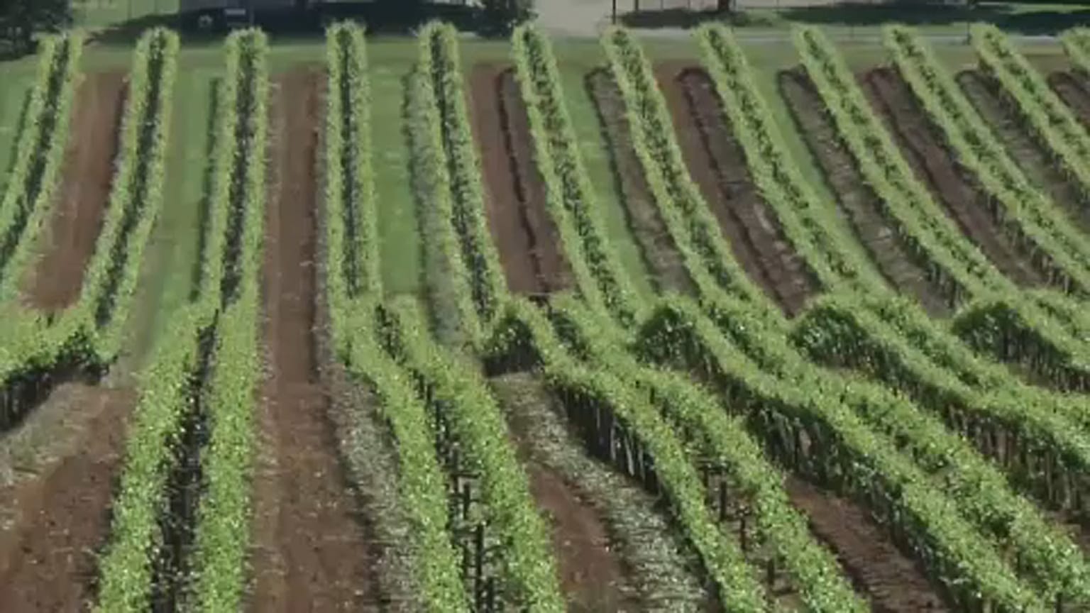 Clima: vini a rischio per il riscaldamento globale