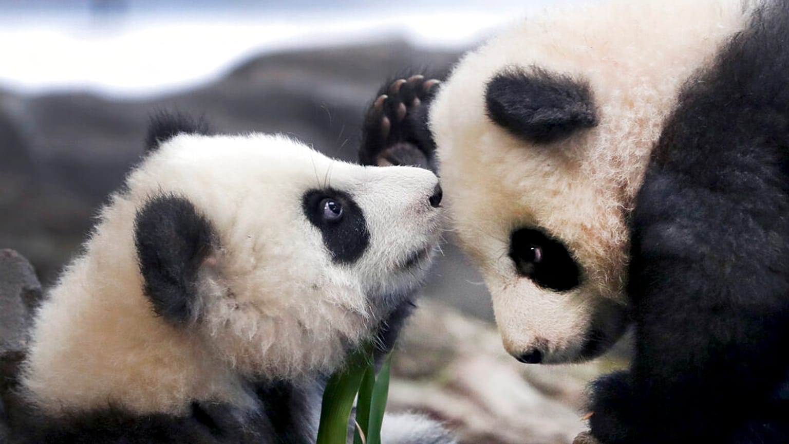 'Meng Yuan' and 'Meng Xiang'  Berlin Zoo in Berlin, Germany, Jan. 29, 2020. 