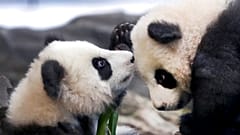 'Meng Yuan' and 'Meng Xiang'  Berlin Zoo in Berlin, Germany, Jan. 29, 2020. 