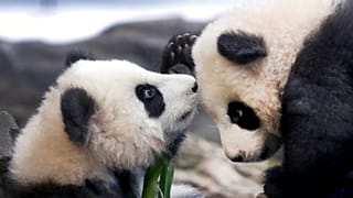 'Meng Yuan' and 'Meng Xiang'  Berlin Zoo in Berlin, Germany, Jan. 29, 2020. 