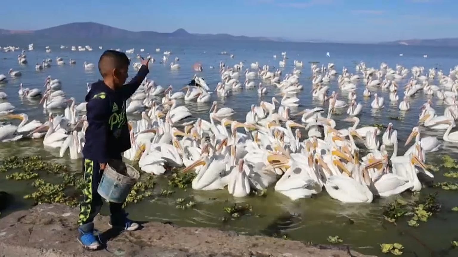 Un niño alimenta a los pelícanos en Petatán (México)