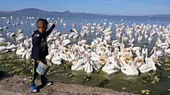 Un niño alimenta a los pelícanos en Petatán (México)