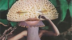 What can magic mushrooms teach us about preserving nature?
