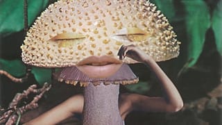 What can magic mushrooms teach us about preserving nature?