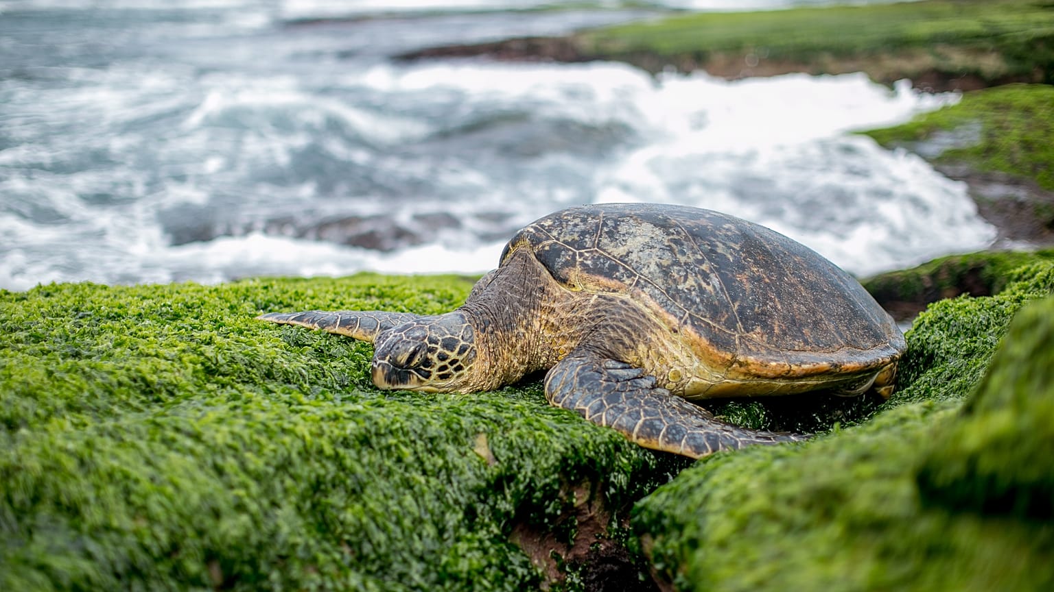 Blessed by Tibetan monks, this turtle had a very festive return to sea