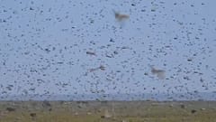 Invasion der Heuschrecken: Hungersnot droht