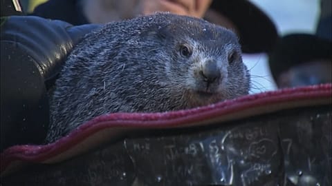 Spring will come earlier this year, says groundhog Phil 