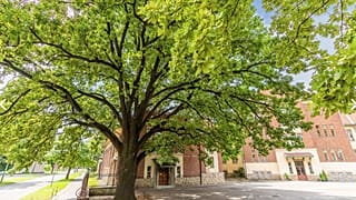 A kaposvári Szabadságfa