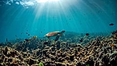 Die Versauerung der Meere: Eine Bedrohung für marine Ökosysteme 