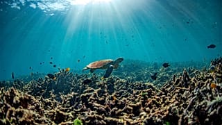 Is ocean acidification driving ecosystems to unknown territories?