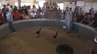 Peleas de gallos en Venezuela, donde manda el dólar y no existe la política