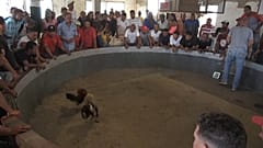 Blutige Tradition: Hahnenkämpfe in Venezuela