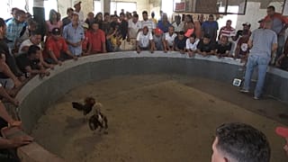 Blutige Tradition: Hahnenkämpfe in Venezuela