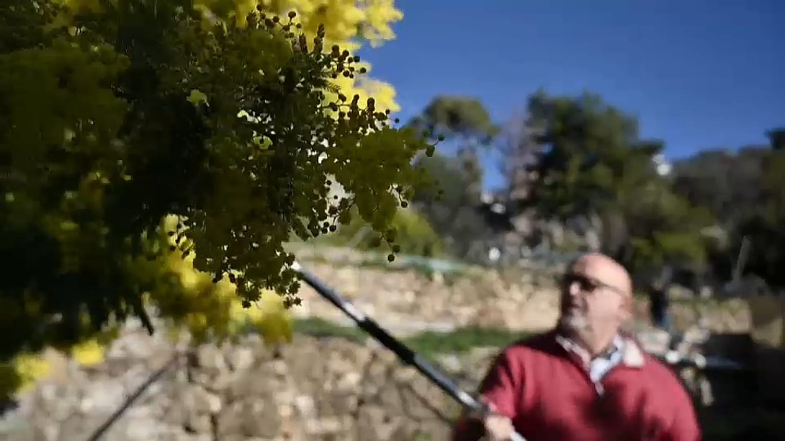 Clima: la mimosa ora sboccia a febbraio