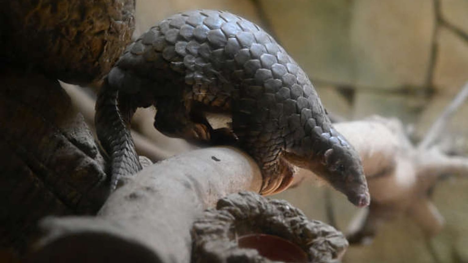 Pangolin