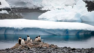 Antarctic ozone holes are not just a matter of UV radiations for penguins and algae, but its impacts are not yet fully understood.