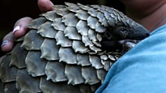 Coronavirus womöglich vom Pangolin übertragen?