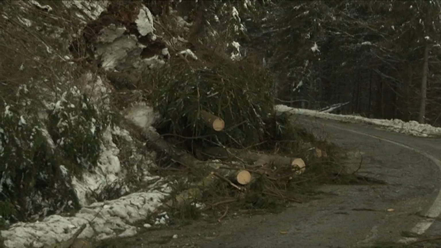 Romania: il maltempo devasta la foresta di Prahova