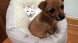 В Ухани десятки тысяч домашних животных остались одни без еды и воды