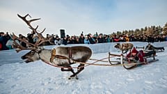 Tolldreistes Rentierrennen am Polarkreis